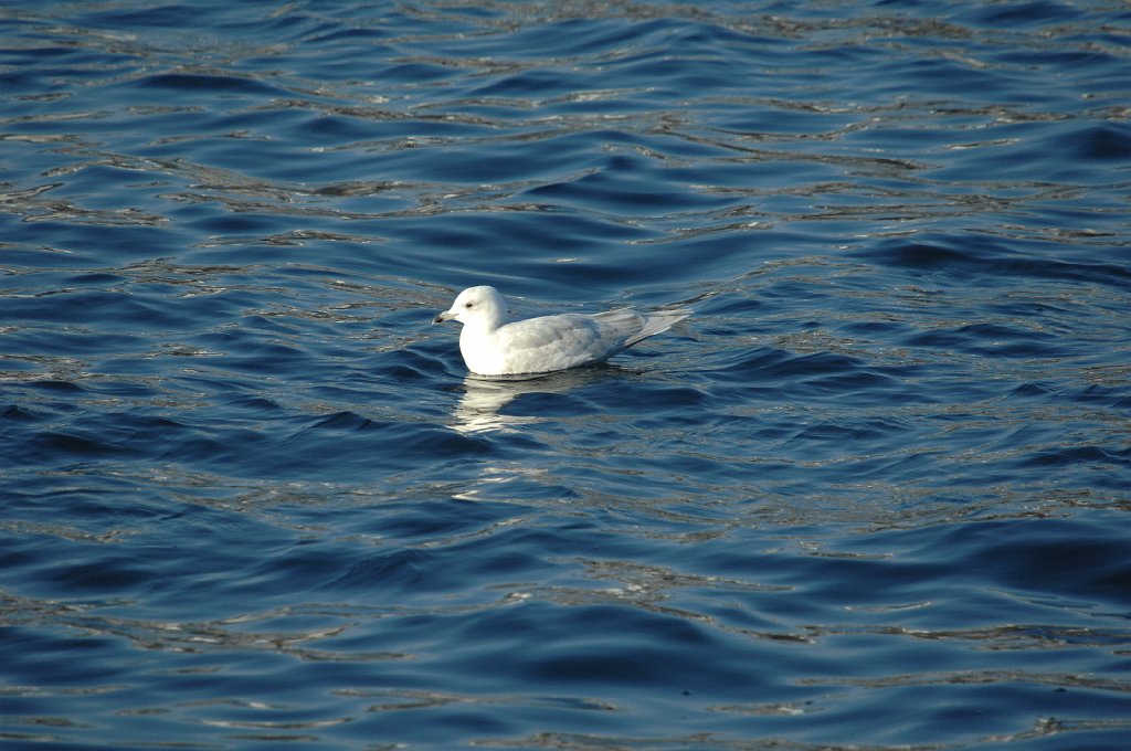 Gull, Iceland, 2009-01227594 Gloucester, MA.JPG - Iceland Gull. Gloucester, MA, 1-22-2009